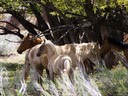 Sandia Park Real Estate for Wild Horses