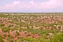 25-Punta-36