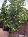 Apple Tree