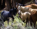 Campbell Ranch Wild Horses
