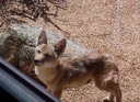 Young Coyote in SPCE