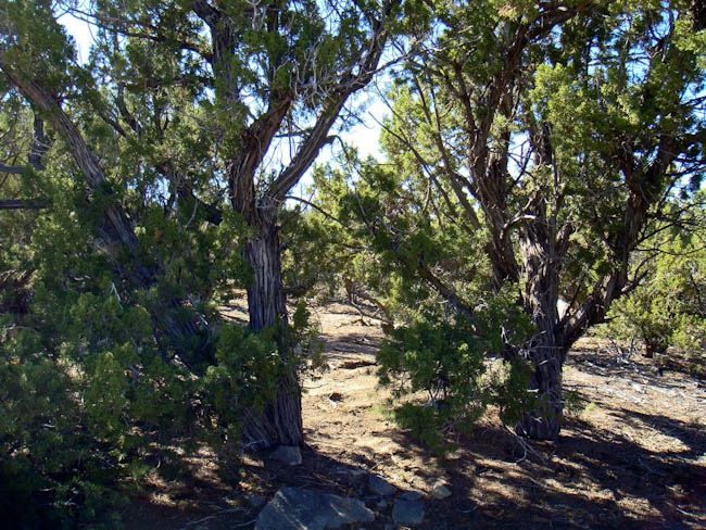 DSC04248
