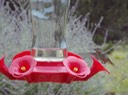 Humming Birds