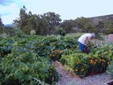 San Pedro Creek Gardening