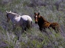 The Wandering Wild Horses