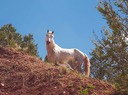 Solo Wild Horse in Campbell Ranch